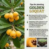 Golden Loquat Live Plant, Hardy Fruit Tree Plant, 8-10 Inch Tall