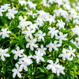 Downy Jasmine Plant Live, Fragrant Jasmine Live Plant, 4-8 Inc Tall