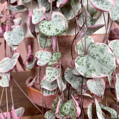 2 Live Variegated String of Hearts Plants, Potted Succulent, 4-6 Inch Tall