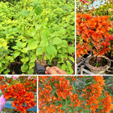 2 Orange Bougainvillea Live Plants, Garden Plant, 4-6 Inch Tall