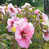2 Hardy Light Pink Hibiscus Plant Live, Tropical Flower Shrub, 4-6" Tall