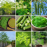 Moringa Oleifera Live Plant, Outdoor Garden Herb Tree, 4-6 Inch Tall