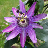2 Passion Flower Plants Live, Patio Container Plant, 4-7 Inch Tall