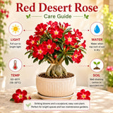 Red Desert Rose Plant Live, Succulent Houseplant, 4-7 Inch Tall