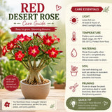 Red Desert Rose Live Plant, Adenium Bushes, 4-6 Inch Tall