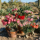 Random Desert Rose Live Plant 4-7 Inches, Colorful Adenium Obesum Succulent Plants for Indoor Outdoor, Hardy, Ready to Grow