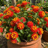 2 Red Orange Live Lantana Plants, Home Garden Plant, 4-7 Inch Tall