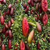 Red Air Layered Finger Lime Tree Live Plant, 1-2 Ft Tall, 3 Gallon Pot