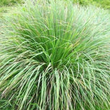2 Lemongrass Herb Live Plants, Fragrant Herb Plant, 7-10 Inch Tall