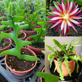 Fishbone Cactus Live Plant, Cactus Houseplant, 4-6 Inch Tall, 2 Inch Pot