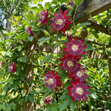 2 Red Passion Flower Plants, Passiflora Flower Plant, 4-6 Inch Tall