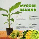 Mysore Banana Live Plant, Live Starter Plant, 4-6 Inch Tall