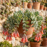Cotyledon Pendens Live Plant, Cliff Cotyledon Plant, 2 Inch Pot