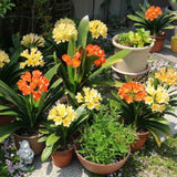 Yellow Clivia Plant Live, Flower Houseplant, 6 Inch Pot