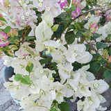 Set 2 Coconut Ice Bougainvillea Live Plant 5-7 Inch Tall