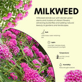 2 Pink Milkweed Live Plants, Well-Rooted Starter Plant, 4-8 Inch Tall