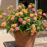 2 Pink Yellow Lantana Live Plants, Home Garden Plant, 4-7 Inch Tall