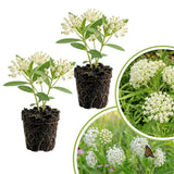 2 White Milkweed Live Plants, Asclepias Tuberosa, 4-6 Inch Tall