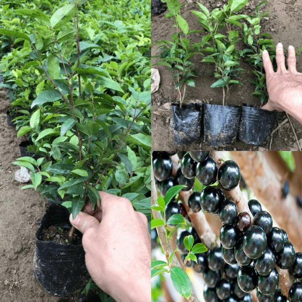 Black Jaboticaba Tree Plant Live, Well-Rooted Fruit Tree, 1 Ft Tall