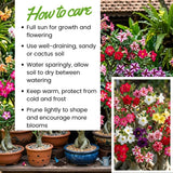 Assorted Desert Rose Live Plant, Adenium Obesum Flowers, 4-6 Inch Tall
