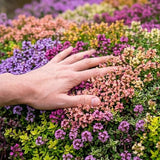 7000 Live Mix Creeping Thyme Seeds, Seeds for Home Garden