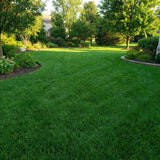20000 Zoysia Grass Seeds for Lawn, Emerald Zoysia Grass Seed