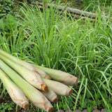 3 Lemongrass Live Plants, Home Garden Plant, 4-6 Inch Tall