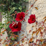 3 Cranberry Hibiscus Live Plants, Home Garden Plant, 4-6 Inch Tall