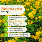 2 Yellow Milkweed Live Plants, Hardy Garden Plant, 4-6 Inch Tall