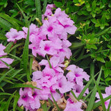 6 Pink Mexican Petunia Flower Live Plants, Flowering Plant, 4-6 Inch Tall