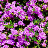 2 Purple Lantana Live Plants, Hanging Basket Flower, 4-6 Inch Tall