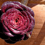 Black Aeonium Succulent Live Plant, Easy Care Indoor Plant, 2 Inch Pot