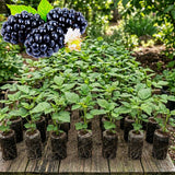 2 Sweet Boysenberry Plants, Starter Plant, 4-6 Inch Tall