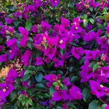 Set 2 Purple Bougainvillea Live Plant 5-7 Inch Tall