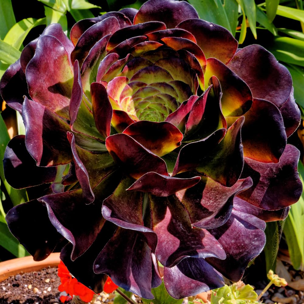 Black Aeonium Succulent Live Plant, Easy Care Indoor Plant, 2 Inch Pot