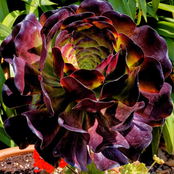 Black Aeonium Succulent Live Plant, Easy Care Indoor Plant, 2 Inch Pot