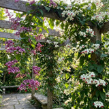 4 Assorted Bleeding Heart Plants Live, Clerodendrum Plant, 4-6 Inch Tall