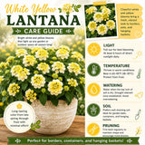 2 White Yellow Lantana Plants Live, Hardy Flowering Perennial, 4-6" Tall