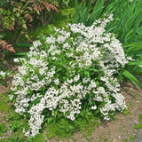 Mock Orange Shrub Plant, 8 Months Old, White Fragrant Flowers for Planting