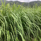 3 Pack Lemongrass Plants Live 4 to 7 Inc Tall
