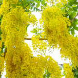 3 Yellow Cassia Live Plants, Cassia Plant Live, 4-6 Inch Tall