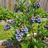 2 Sharpblue Blueberry Live Plant, Container Berry Plant, 4-6 Inch Tall