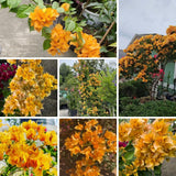 Set 2 Gold Bougainvillea Live Plant 5-7 Inch Tall