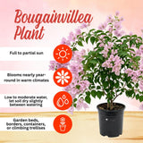 2 Light Pink Bougainvillea Plants Live, Starter Plant, 4-6 Inch Tall