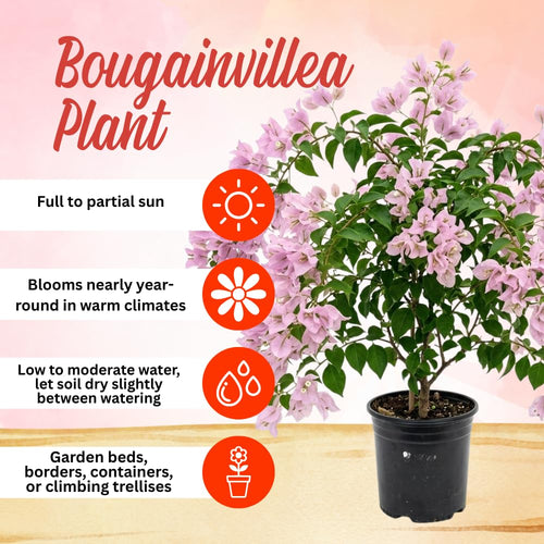 2 Light Pink Bougainvillea Plants Live, Starter Plant, 4-6 Inch Tall