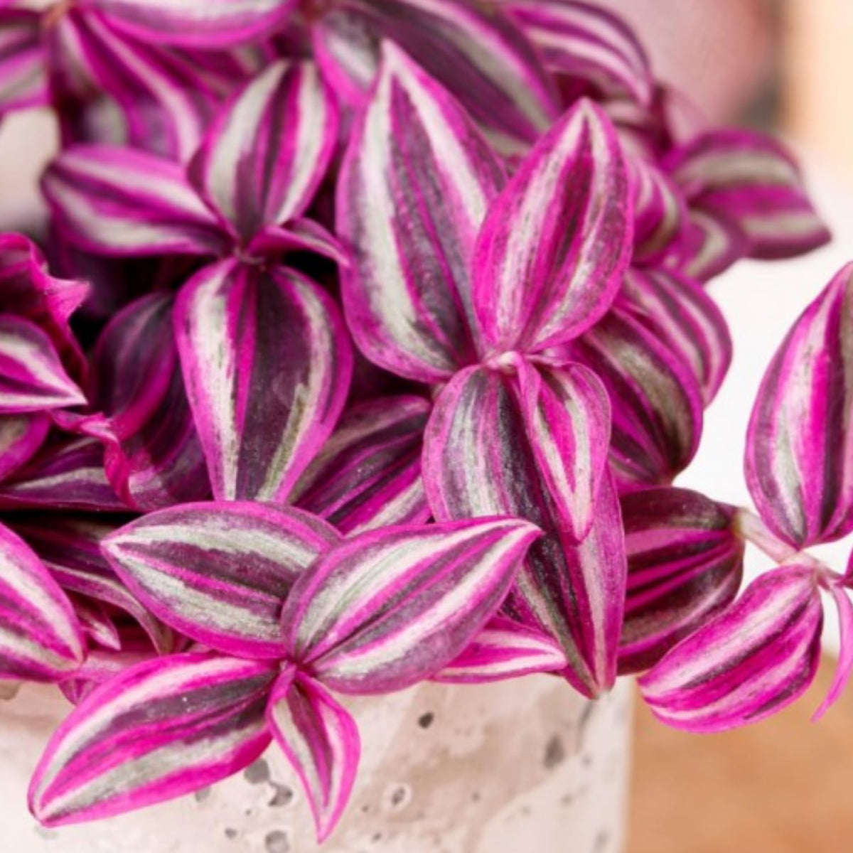 2 Tradescantia Wandering Jew Live Plants, Variegated Houseplant, 2 Inch Pot