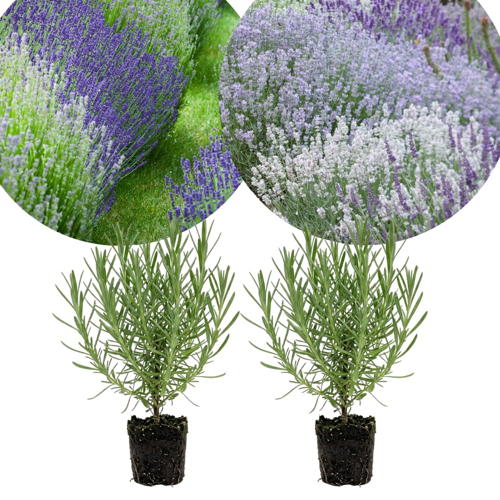 2 Mixed Lavender Plants Live, Patio Container Herb, 4-6 Inch Tall