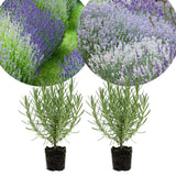 2 Mixed Lavender Plants Live, Patio Container Herb, 4-6 Inch Tall