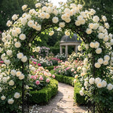 Climbing Rose Plant Live, Reblooming Rose Bush, 2-3 Inch Tall