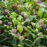 2 Purple Milkweed Live Plants, Asclepias Tuberosa, 4-6 Inch Tall